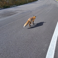 der Fuchs geht um