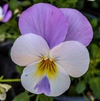 Veilchen statt Fotos