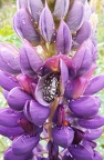 Trauerrosenkäfer in Lupine